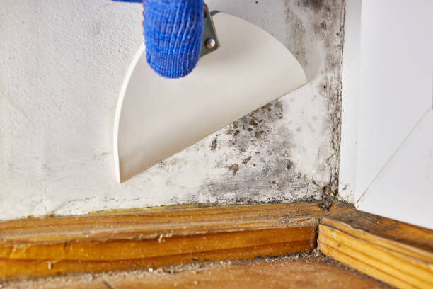 Best Commercial Mold Inspection  in Brooklyn Center, MN